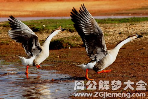 梦见黄鹄飞落肩头