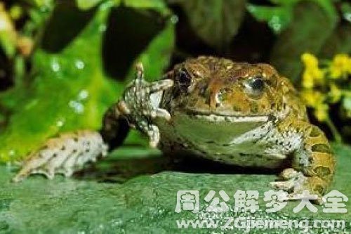杀蛤蟆