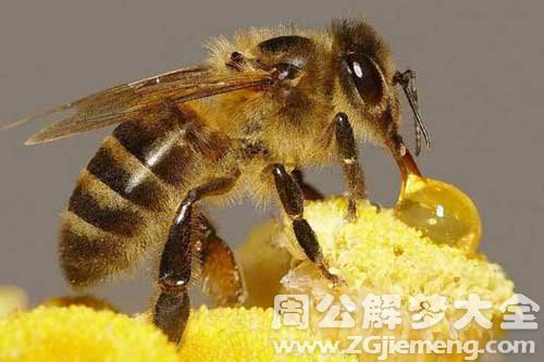 梦见被蜜蜂蛰了腿