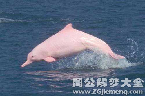 梦见白海豚