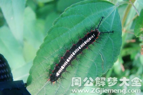 黑毛毛虫