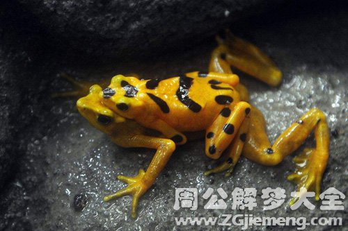 梦见金蛙在井下