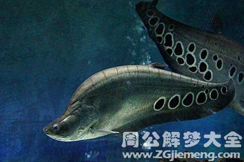 梦见大海大鱼
