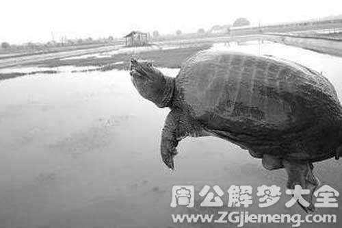 梦见抓老鳖