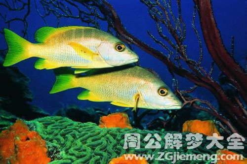 梦境解析，梦见巨大无比的鱼伤人并出血的深层含义