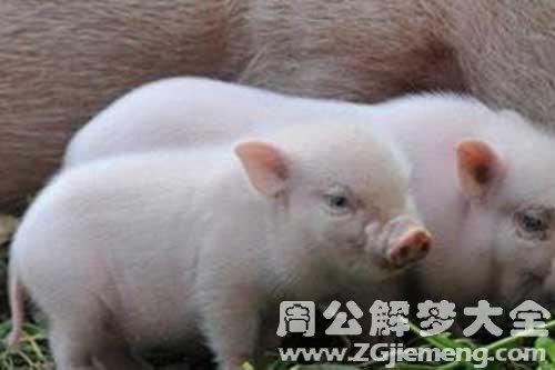 梦见猪吃东西