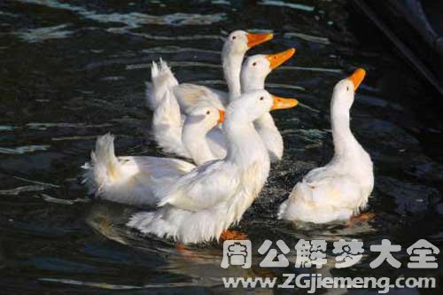 梦见卖鸭子