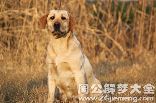被狗咬到脸