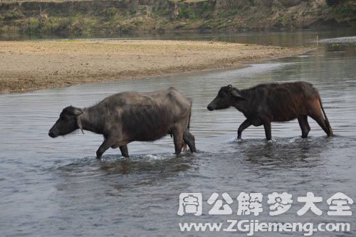 牛过河