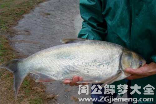 梦见白鲢鱼
