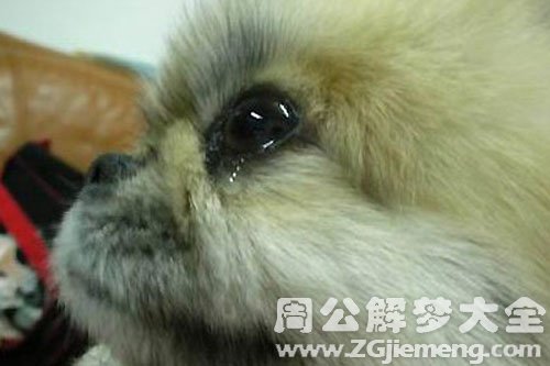 狗哭