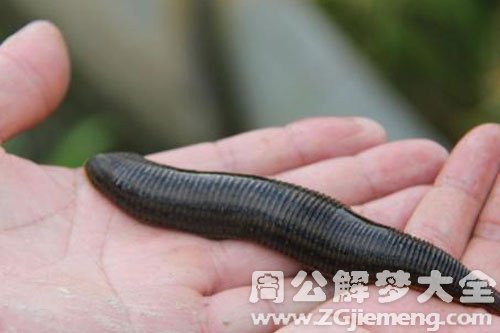 水蛭吸血