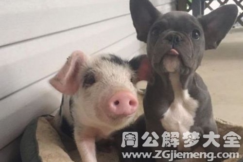梦见小乳猪和小狗