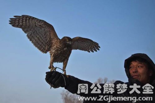 养鹰