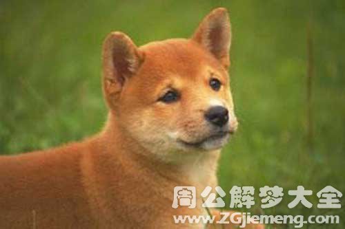 梦见黄狗咬我手