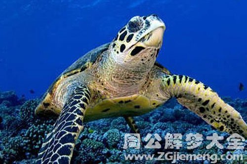 玳瑁