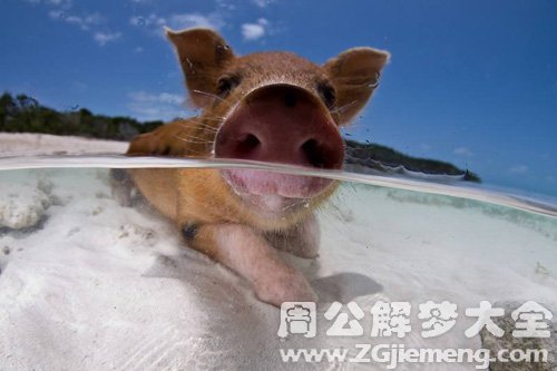 梦见小乳猪掉水里