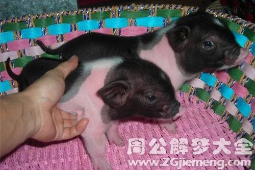 梦见小乳猪咬我手