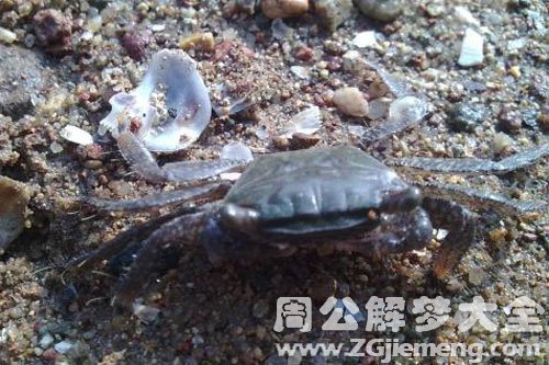 螃蟹咬手