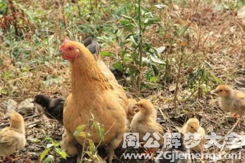 梦见捉母鸡