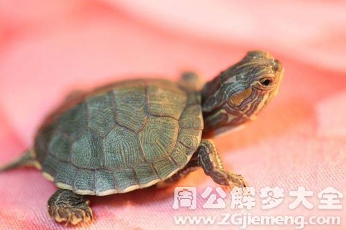 小乌龟在爬
