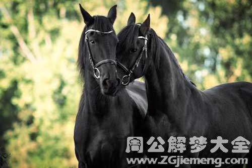 梦见两匹黑马