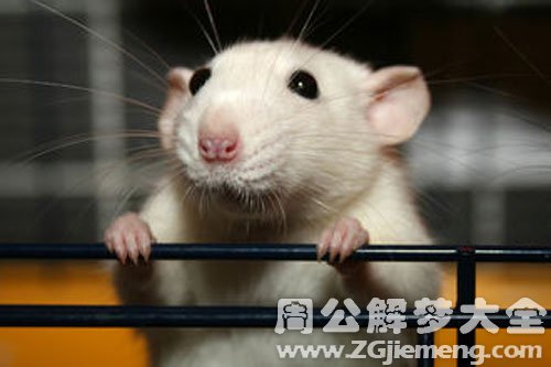 女人梦见死老鼠