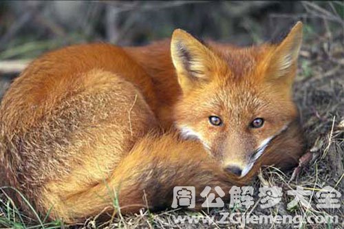 狐狸