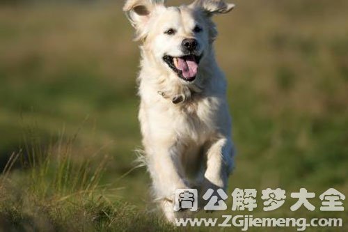 把狗抱在怀里
