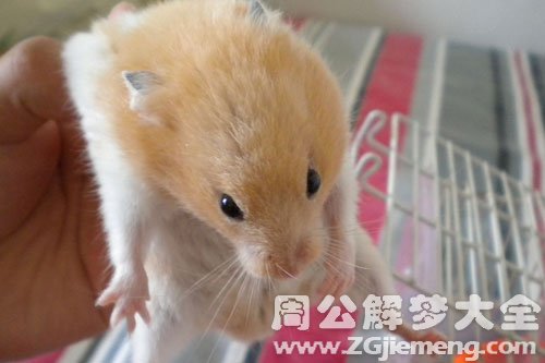 鼠