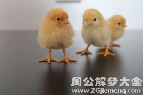 小鸡跑了