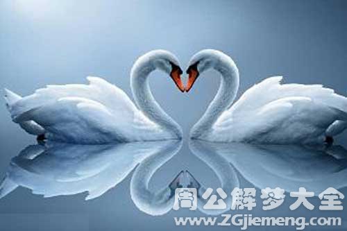 梦见好多天鹅