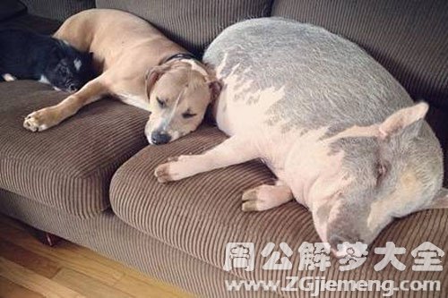 猪咬狗