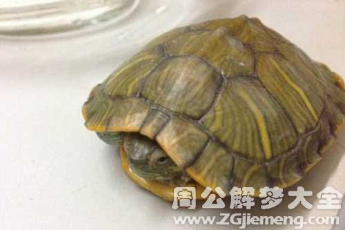 梦见吃小乌龟