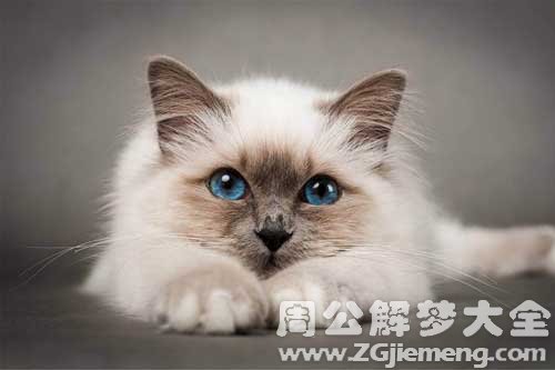 梦见偷猫