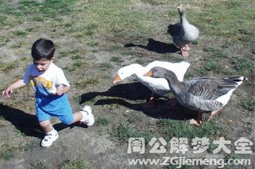 鹅