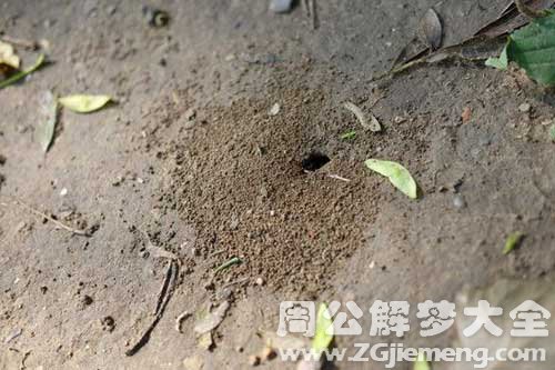 梦见蚂蚁洞