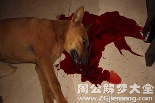 梦见踢死狗