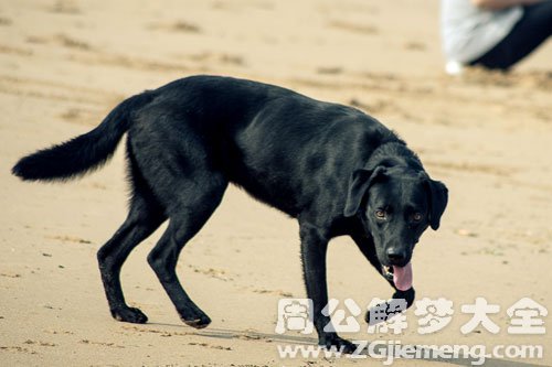 黑狗