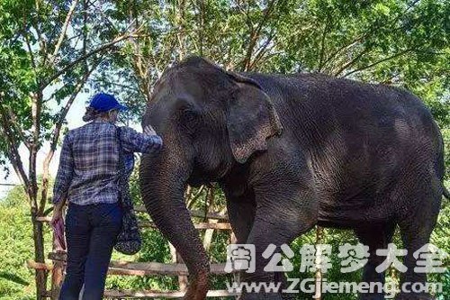 梦见黑象