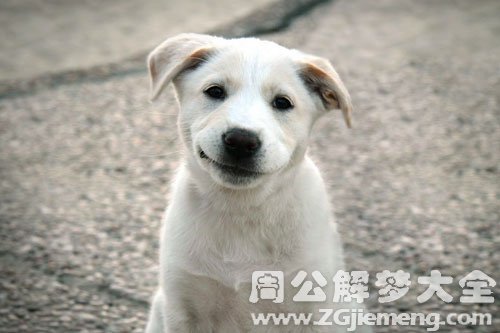 狗咬我