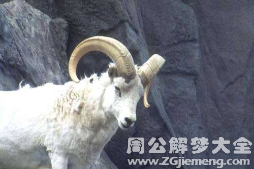 梦见羊羔和大羊