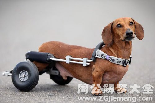 残疾狗