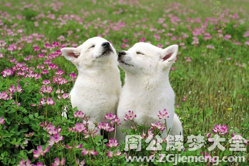 我的狗丢了