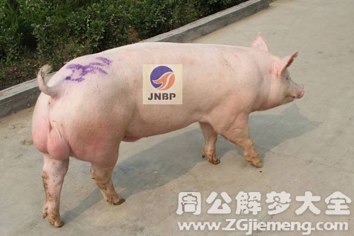 大公猪