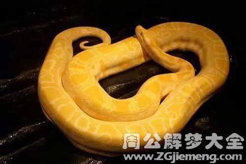 梦见一条黄金蛇