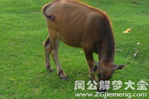 梦见会说话的牛
