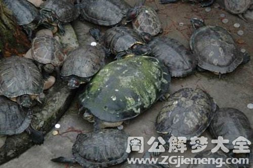 梦见很多龟在水里游