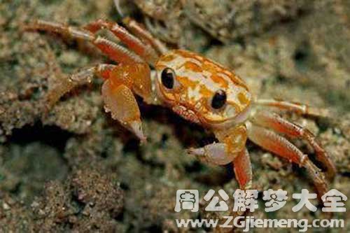 梦见煮螃蟹吃