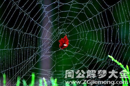 梦见蛛网缠身
